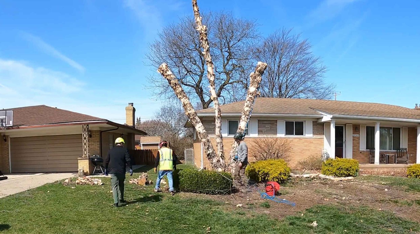 Professional tree service crew working on tree removal in Lompoc