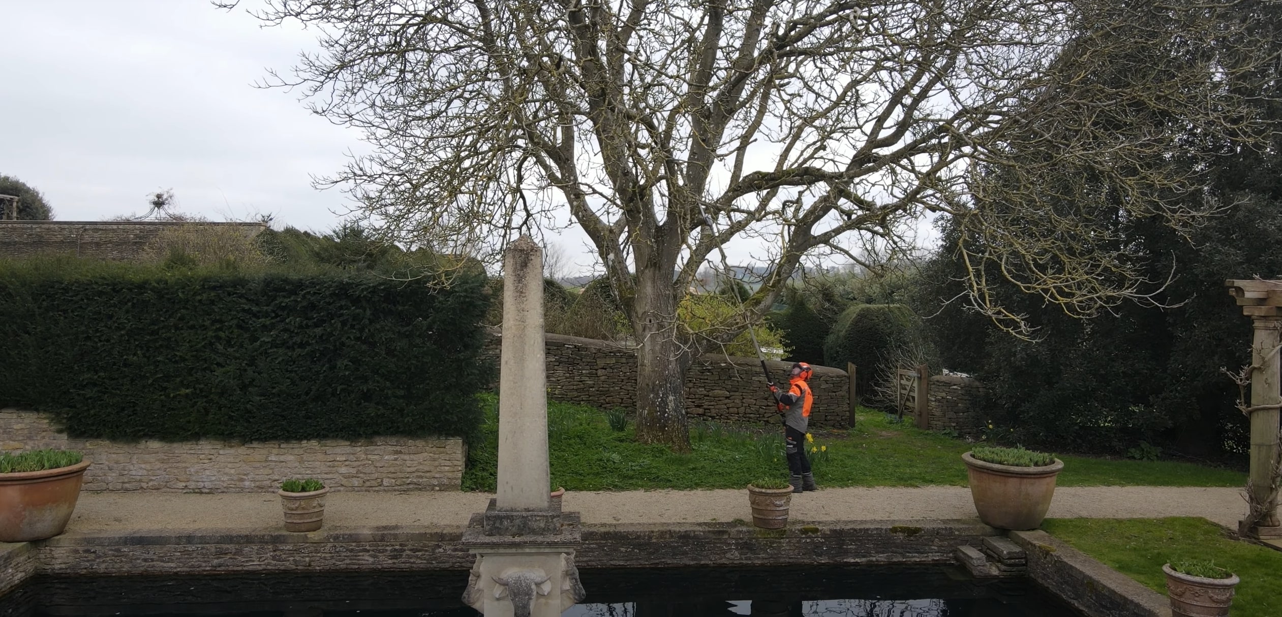 Professional tree trimming and pruning service for mature trees in Lompoc